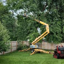 Best Tree Maintenance Programs  in Port Orange, FL