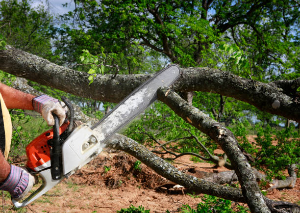 Best Root Management and Removal  in Port Orange, FL